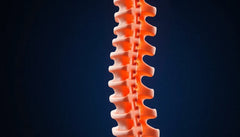 Lendenwirbel stärken: die besten Übungen für Übungsleser