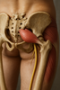 Entdecke den piriformis muskel: Anatomie und effektive Übungen gegen Schmerzen